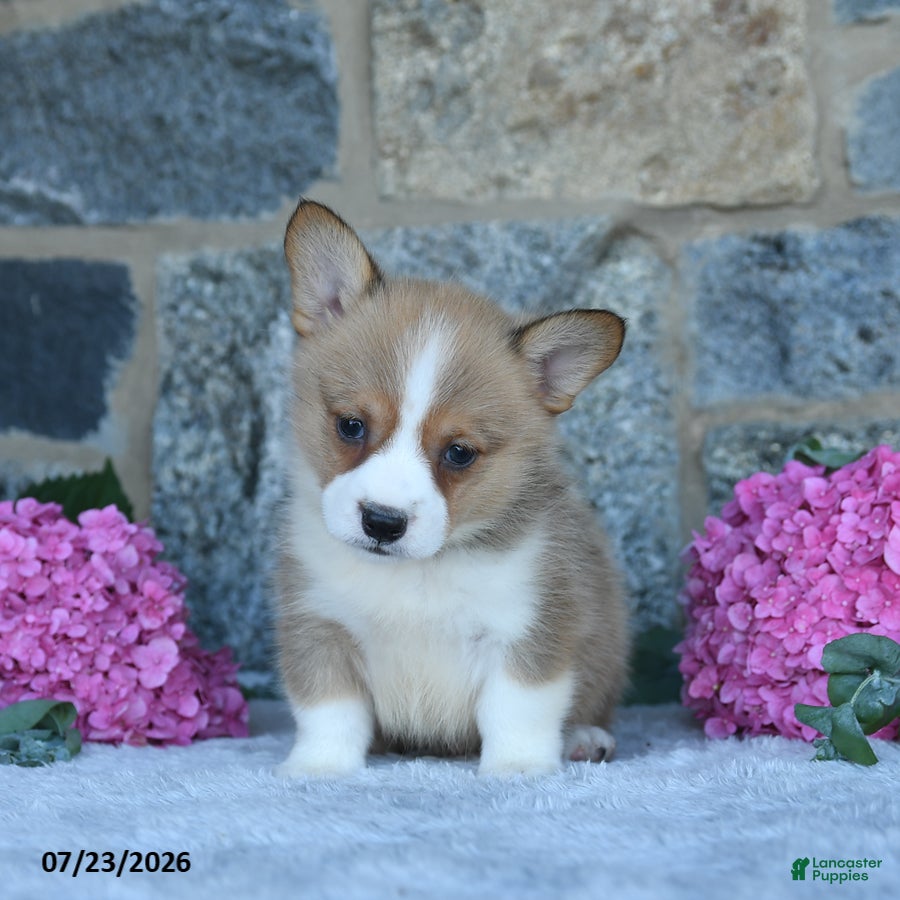 Welsh Corgi Pembroke dogs Vickter - Ad 1