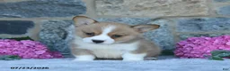Welsh Corgi Pembroke dogs for sale: Vickter - Ad 1