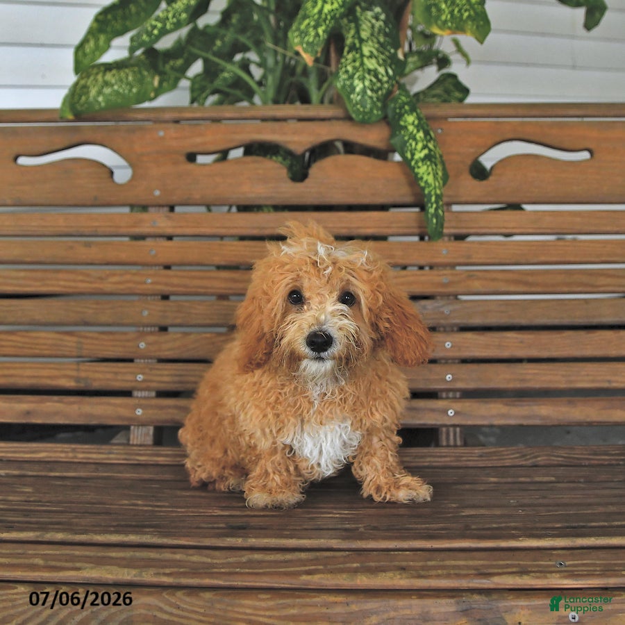 Mixed Breed dogs Rover - Ad 1