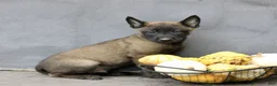 Belgian Malinois dogs for sale: Rascal  - Ad 2