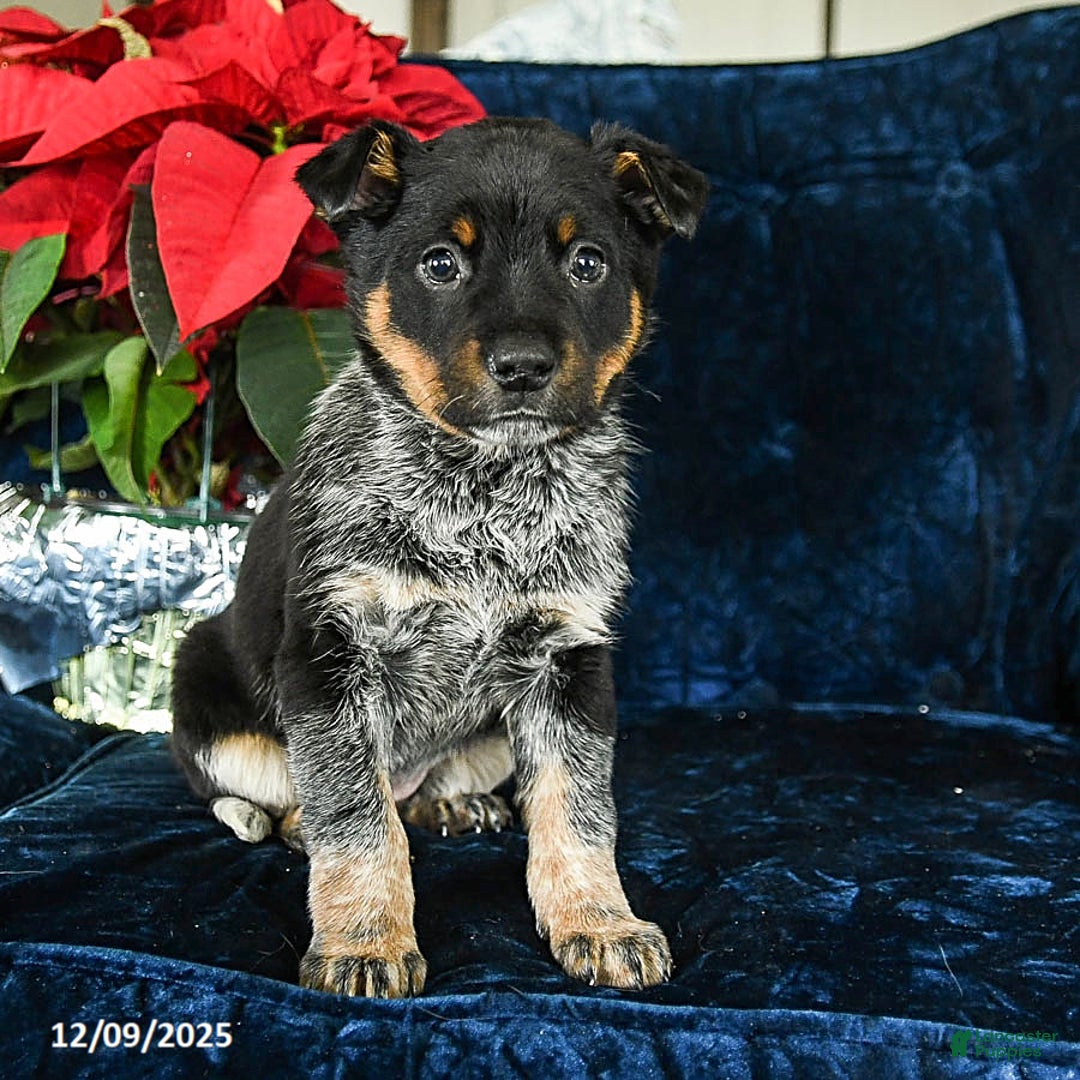 Australian Cattle Dog dogs for sale: Emerald - Ad 1