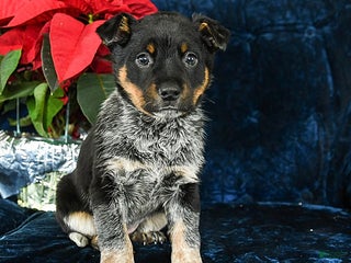 Australian Cattle Dog dogs Emerald - Ad 24