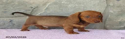 Miniature Dachshund dogs for sale: Wade - Ad 3