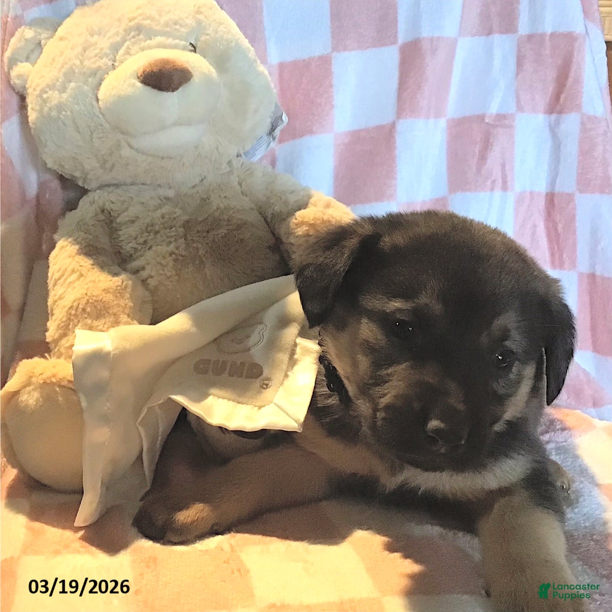 Mixed Breed dogs Lexi  - Ad 42