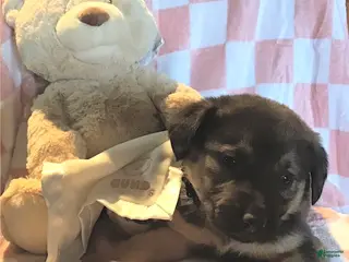 Mixed Breed dogs Lexi - Ad 42