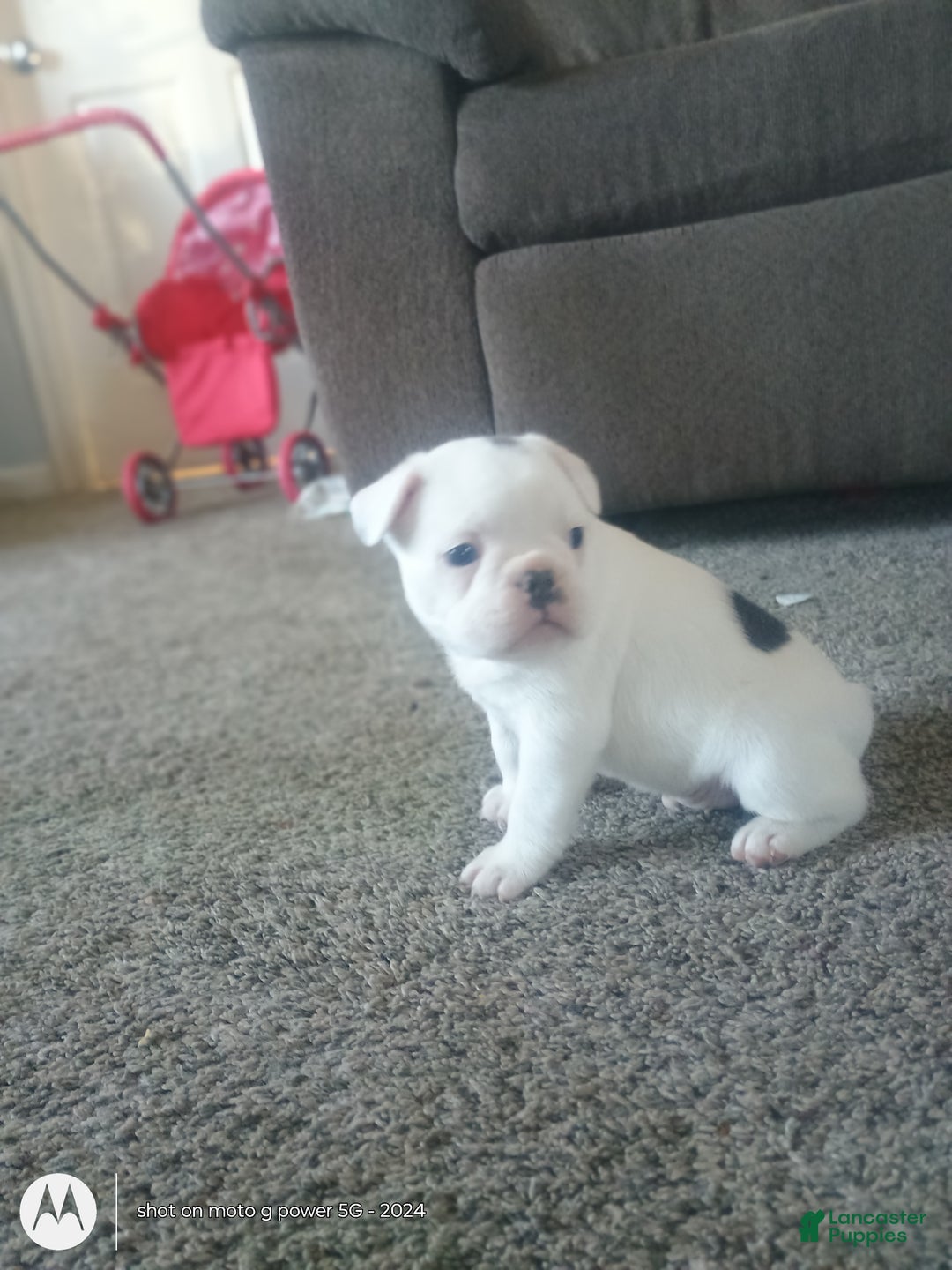 French Bulldog dogs for sale: Faith  - Ad 4