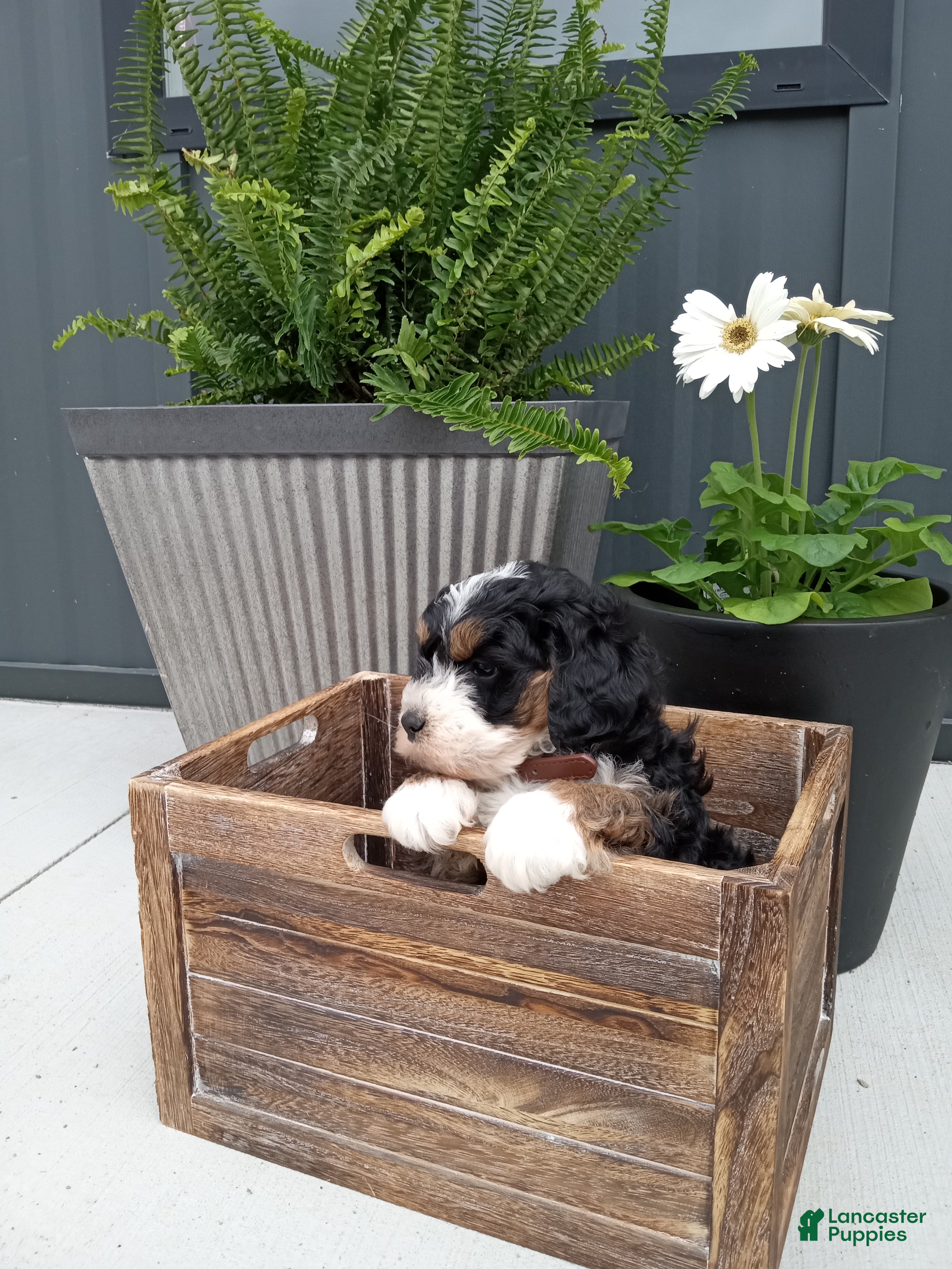 Mini Bernedoodle dogs Luca - Ad 2