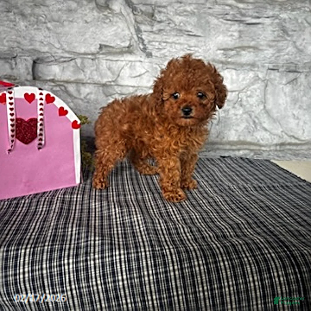 Toy Poodle dogs for sale: Milo - Ad 6