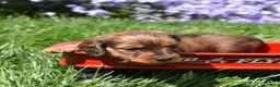 Miniature Dachshund dogs for sale: Hazel - Ad 3