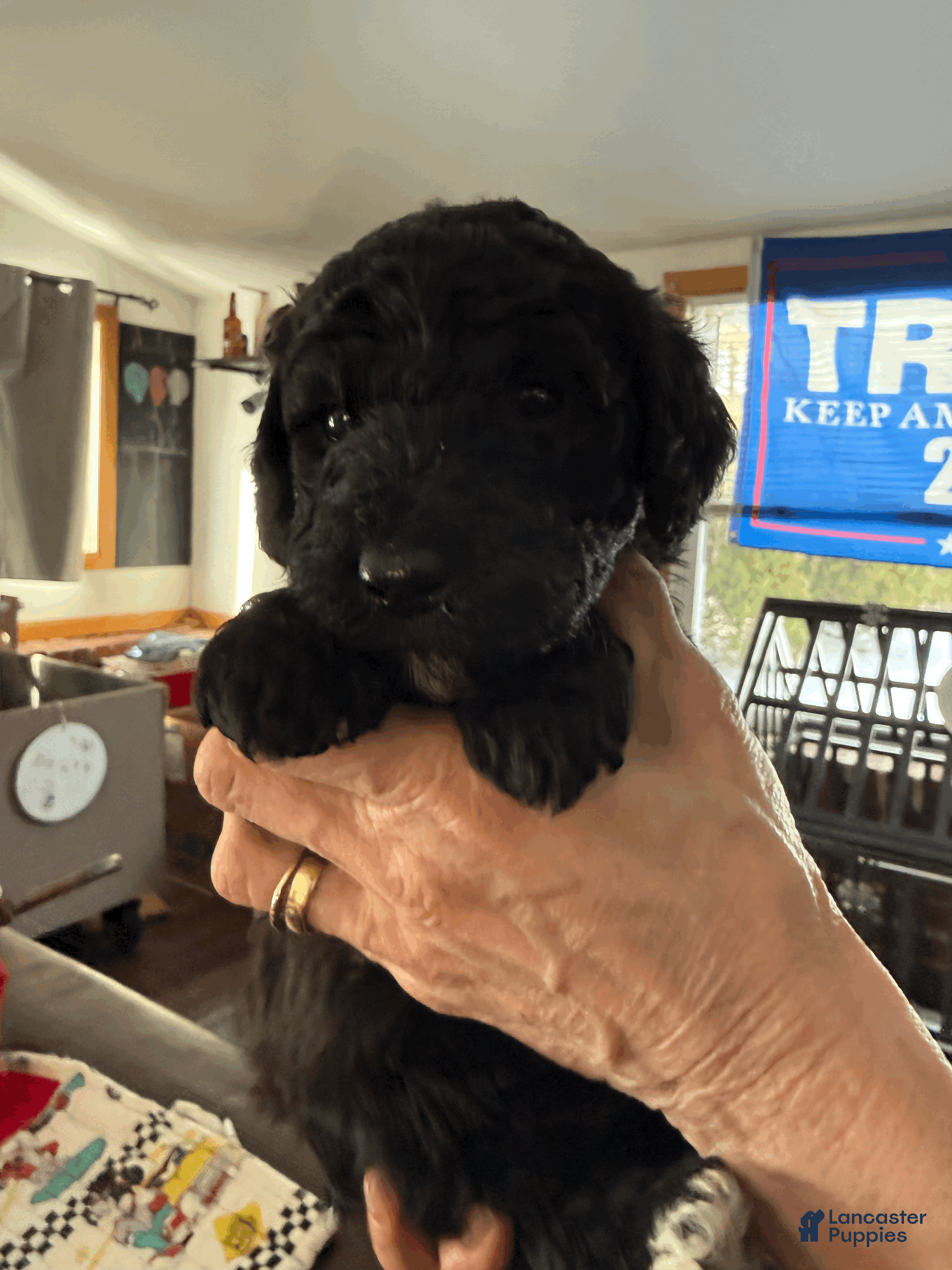 Goldendoodle dogs White - Ad 26