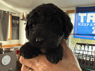 Goldendoodle dogs White - Ad 26