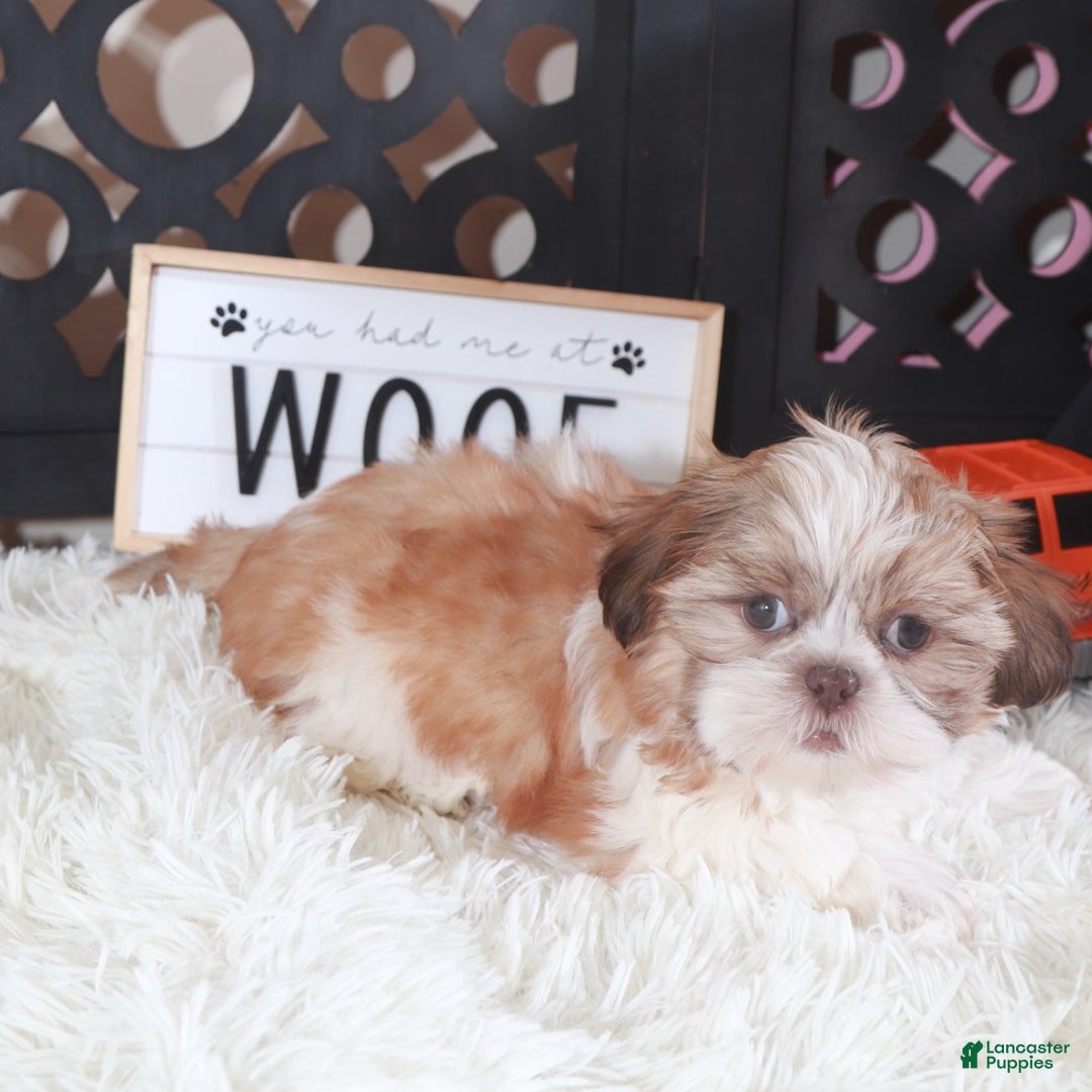 Shih Tzu dogs for sale: Shih Tzu Puppy Toby - Ad 5