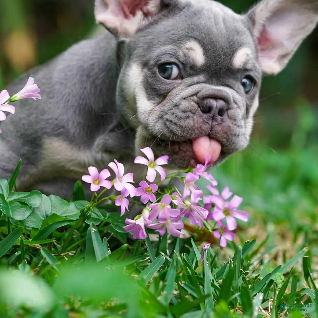 French Bulldog dogs for sale: Anna Lilac and Tan Frenchie Pup - Ad 2