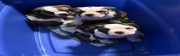 Mixed Breed dogs for sale: Mixed Breed 3 - Ad 9