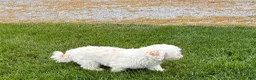 Lhasa Apso dogs for sale: Beau - Ad 9