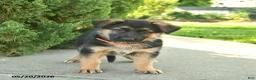 Mixed Breed dogs for sale: Rose  - Ad 4