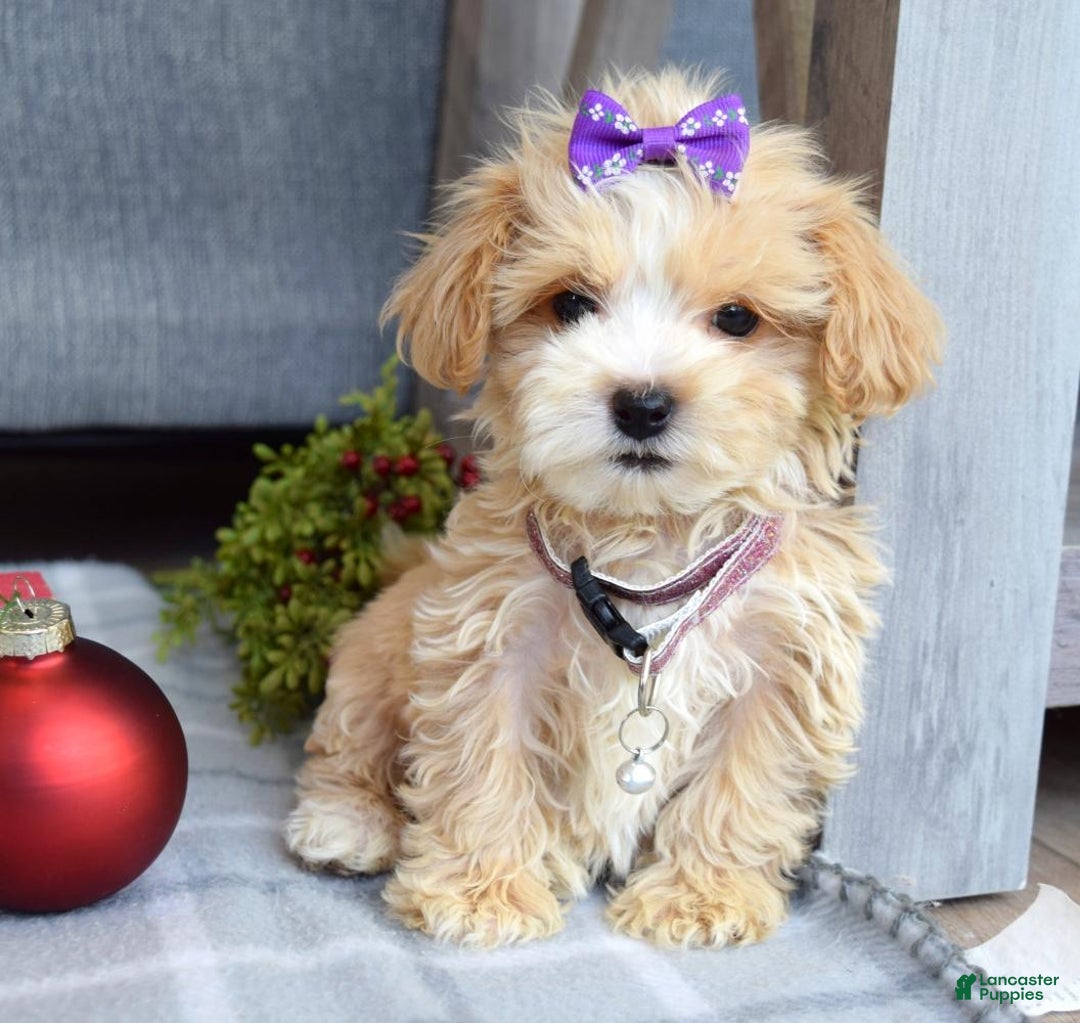 Maltipoo dogs for sale: Flo  - Ad 2