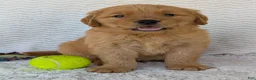 Golden Retriever dogs for sale: Hunter - Ad 8