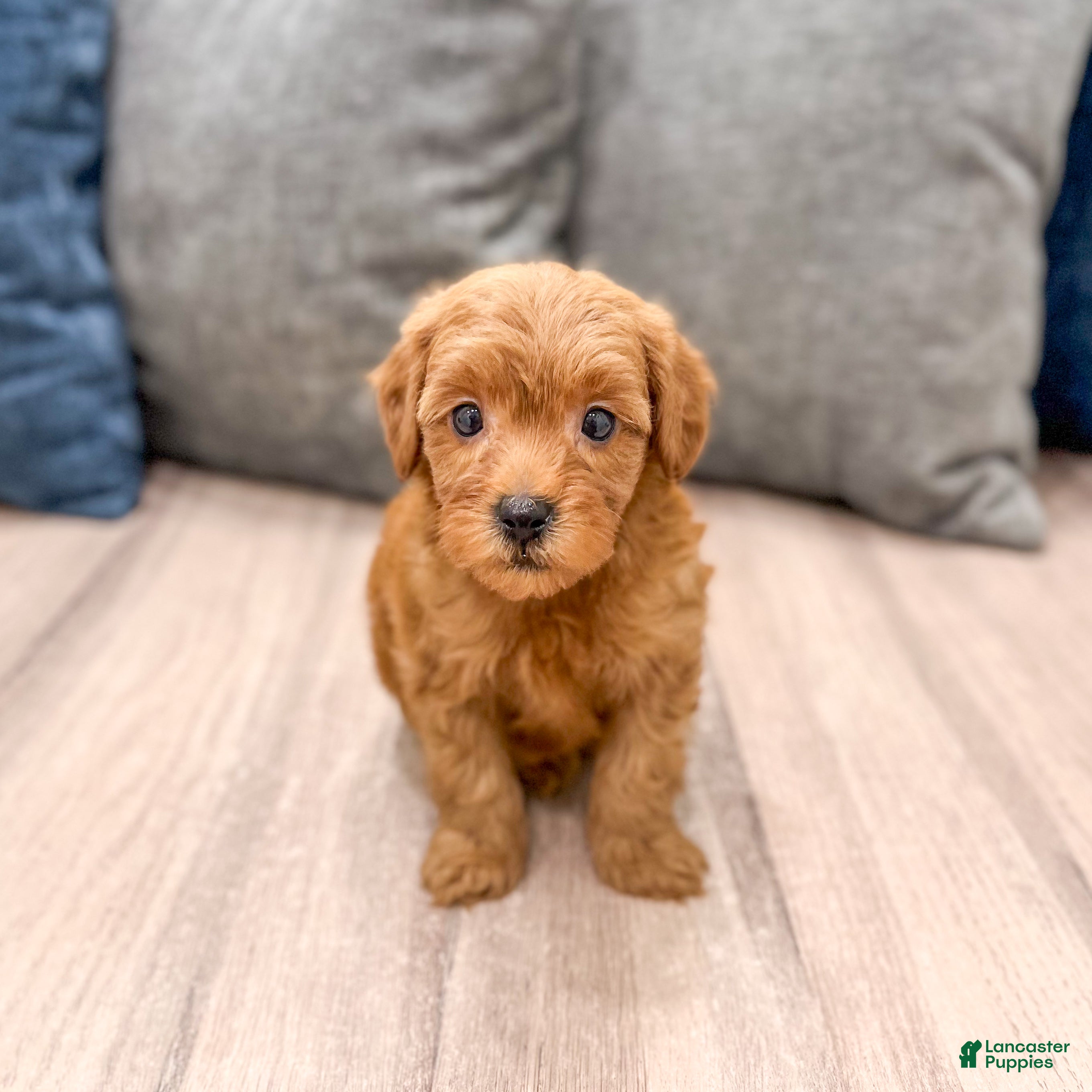 Mini Goldendoodle dogs Rocky - Ad 2