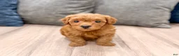 Mini Goldendoodle dogs for sale: Rocky - Ad 2