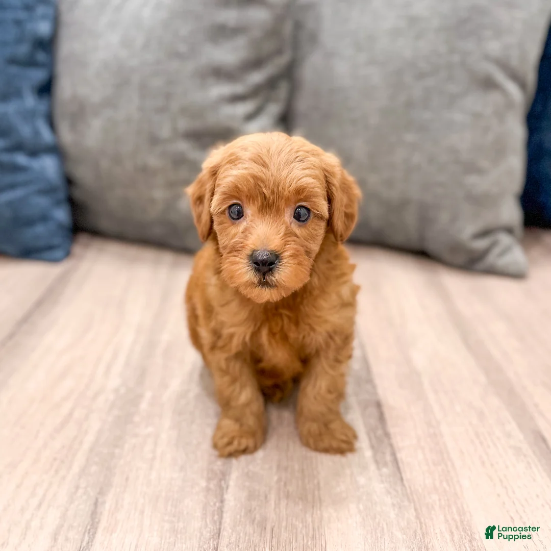 Mini Goldendoodle dogs for sale: Rocky - Ad 2