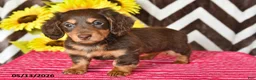 Miniature Dachshund dogs for sale: Emma - Ad 5