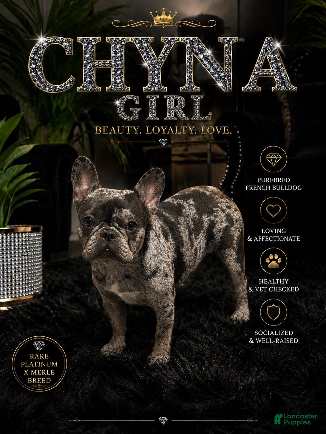 French Bulldog dogs French Bulldog 2 - Ad 2
