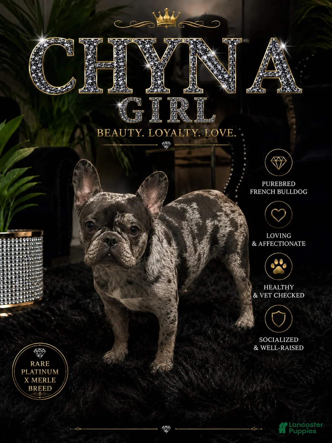 French Bulldog dogs for sale: French Bulldog 1 - Ad 2