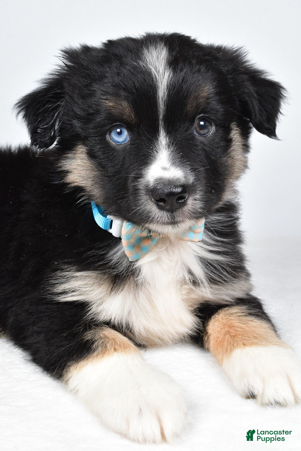 Miniature Australian Shepherd dogs for sale: Fiona - Ad 1