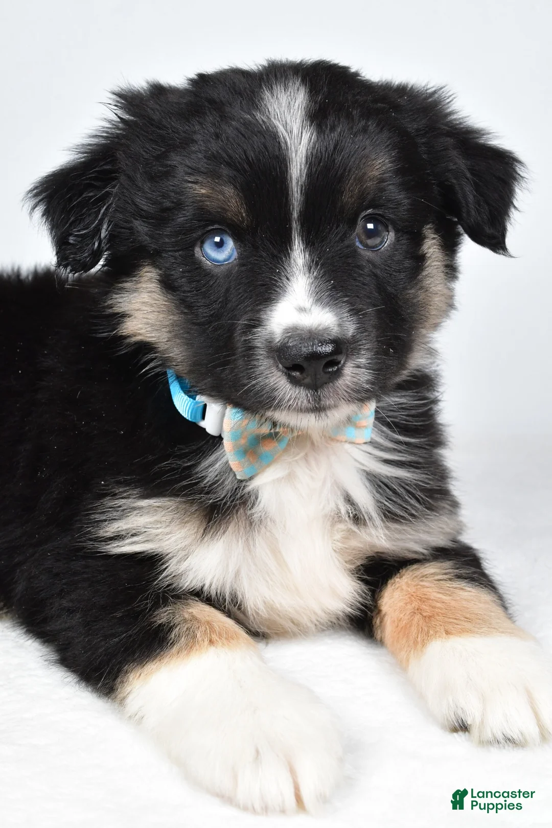 Miniature Australian Shepherd dogs for sale: Fiona - Ad 1