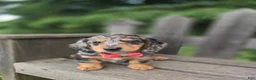 Miniature Dachshund dogs for sale: Bailey - Ad 1