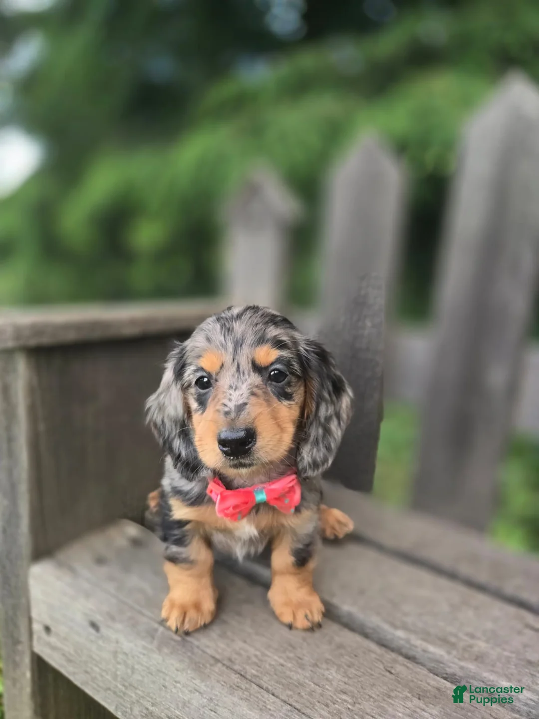 Miniature Dachshund dogs for sale: Bailey - Ad 1