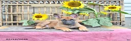 Mixed Breed dogs for sale: Archie - Ad 5
