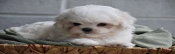 Maltese dogs for sale: Olaf - Ad 6