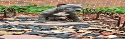 American Bully dogs for sale: Venus blue female - Ad 4