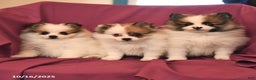 Pomeranian dogs for sale: Sport - Ad 10