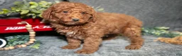 Miniature Poodle dogs for sale: Brooks - Ad 2
