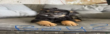 German Shepherd 2