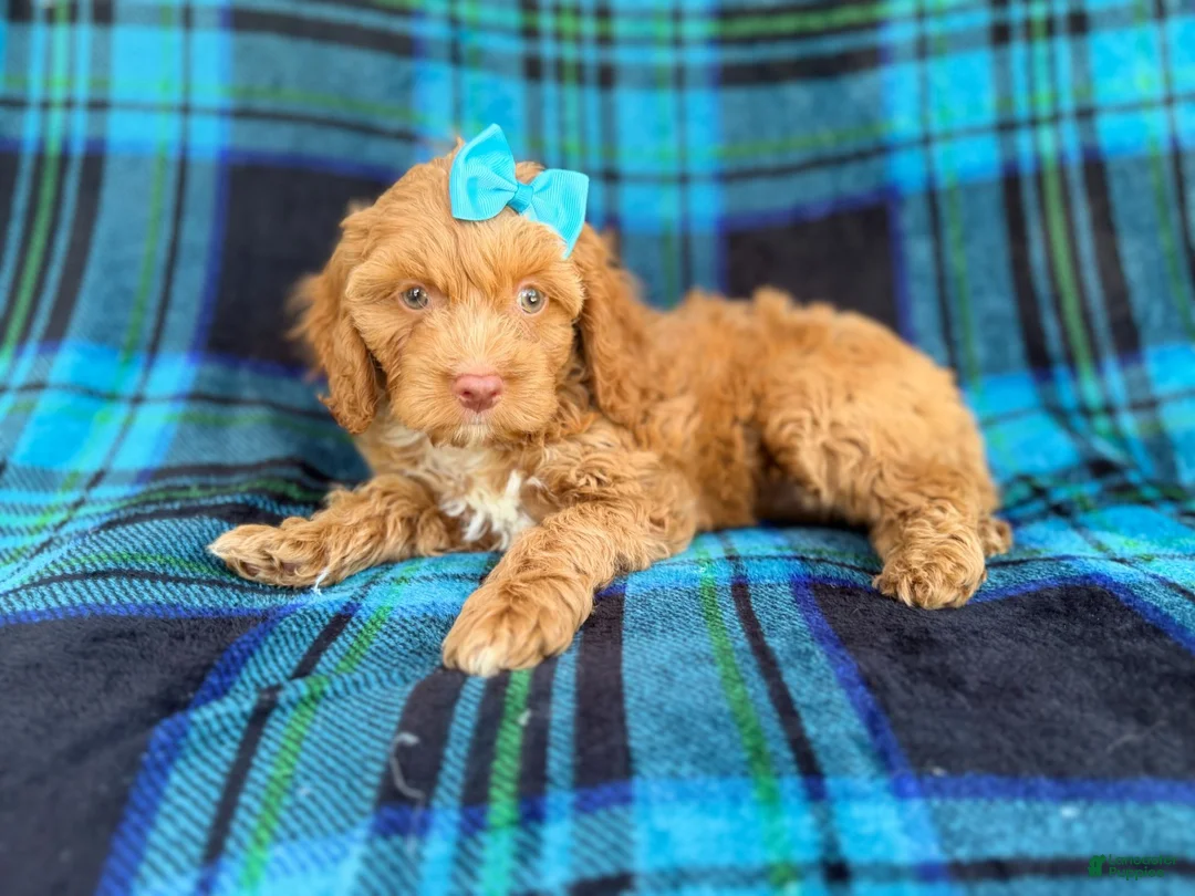 Cockapoo dogs for sale: Trixie - Ad 1