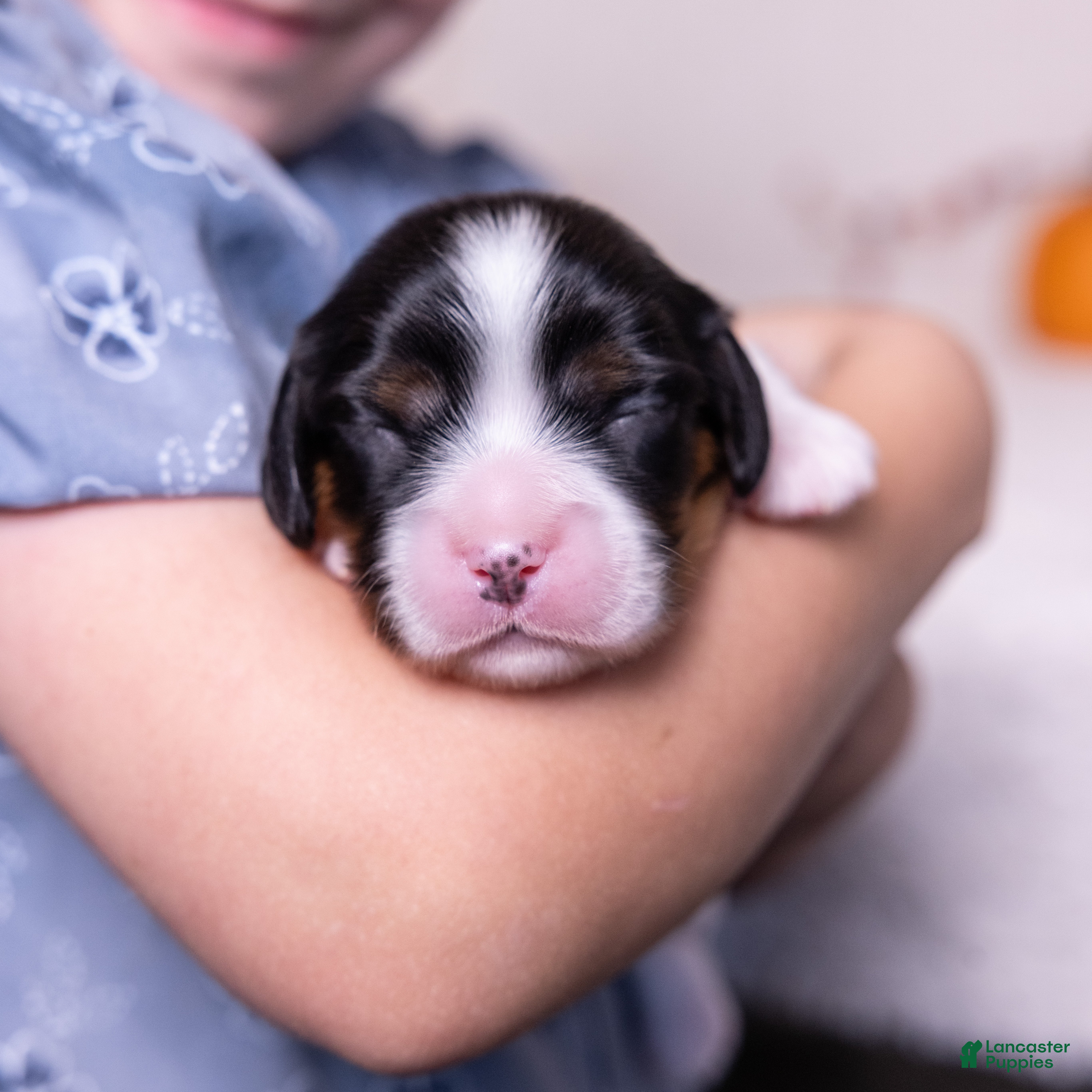 Cavalier King Charles Spaniel dogs Buck - Ad 1