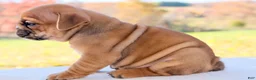 English Bulldog dogs for sale: Zoey - Ad 6