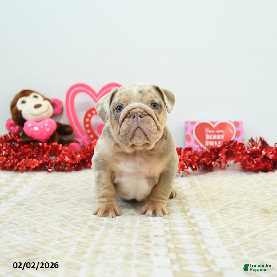 English Bulldog dogs Rocky - Ad 2