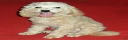 Miniature Poodle dogs for sale: Millie - Ad 3
