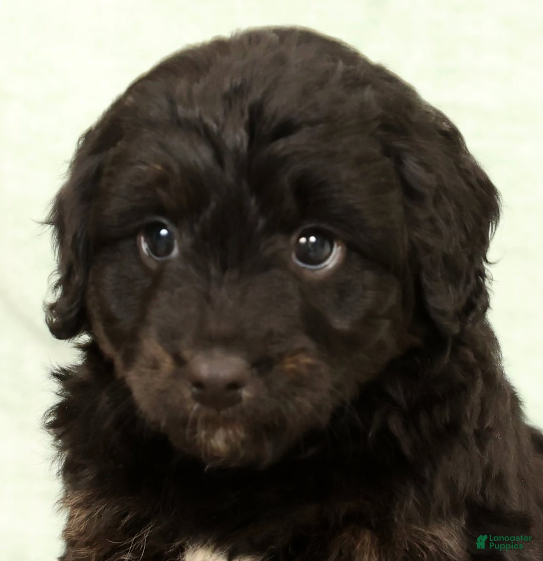 Mini Aussiedoodle dogs for sale: Blake - Ad 9