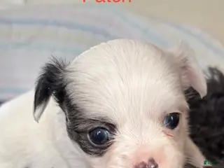 Chihuahua dogs Chihuahua Puppy 4 - Ad 13