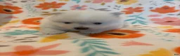 Pomeranian dogs for sale: Pomeranian 1 - Ad 4