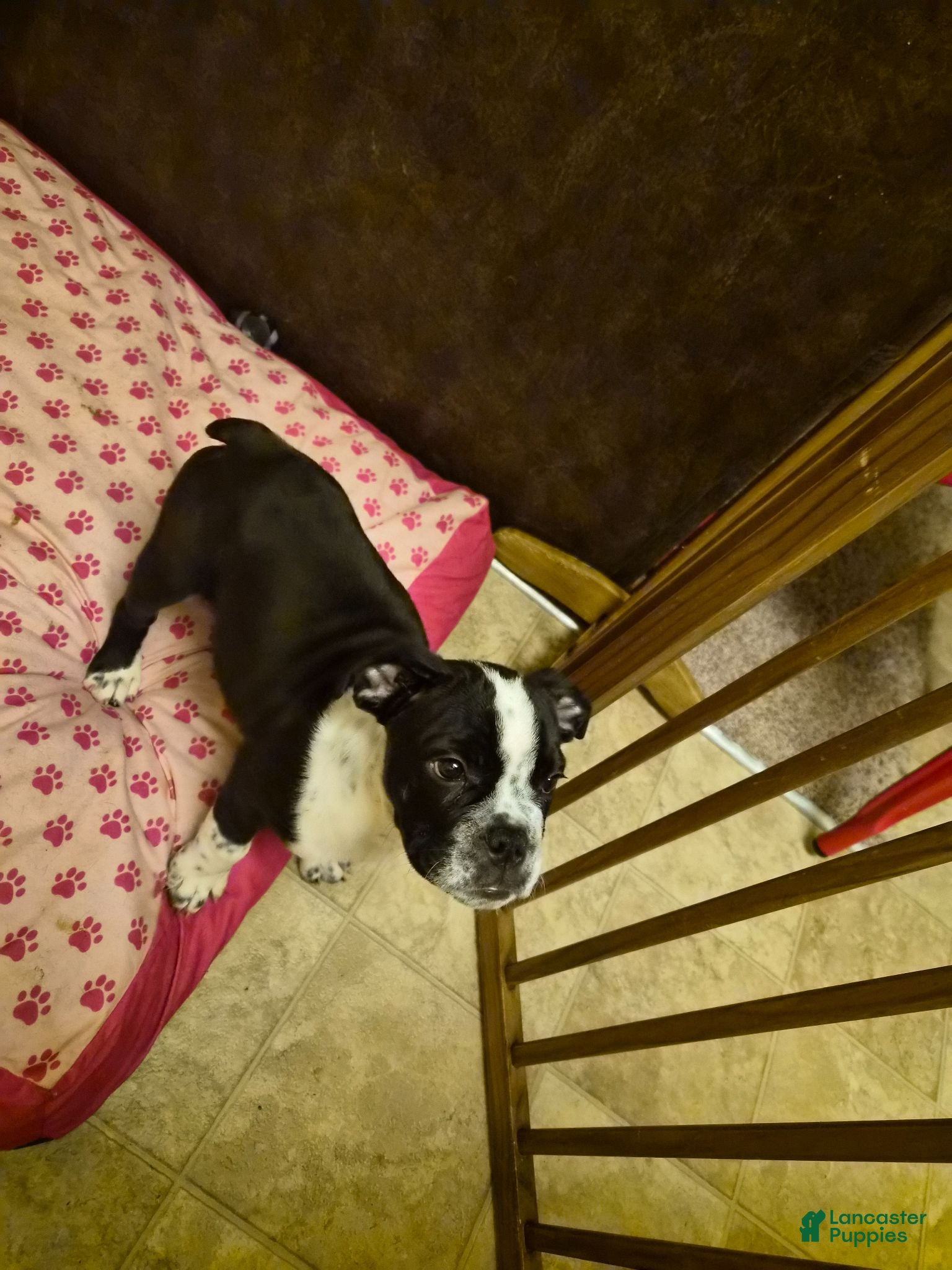 English Bulldog dogs English Bulldog 1 - Ad 13