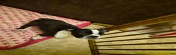 English Bulldog dogs for sale: English Bulldog 1 - Ad 1