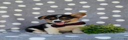 Welsh Corgi Pembroke dogs for sale: Blaze - Ad 3
