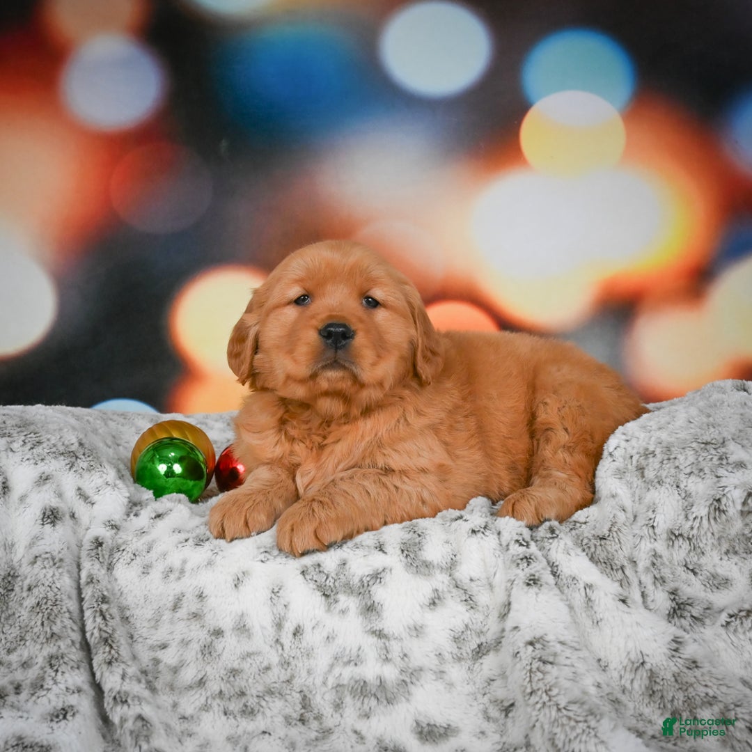 Golden Retriever dogs for sale: Skye - Ad 5